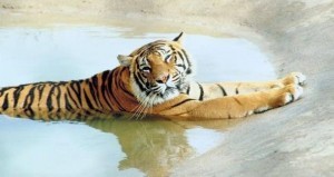 hazootiger