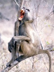 monkey01